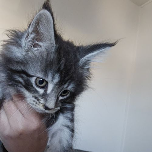 Chatons maine coon