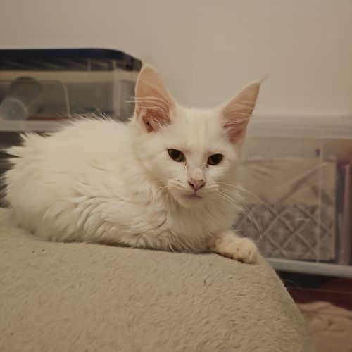 Chatons maine coon #0