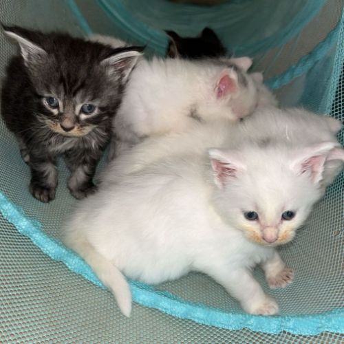 Chatons maine coon