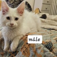 Chatons maine coon #2