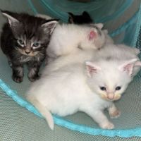 Chatons maine coon