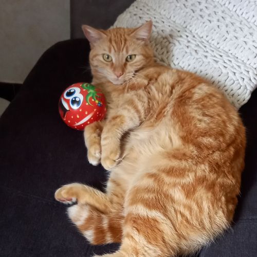 Donne adorable chat très câlin. #1