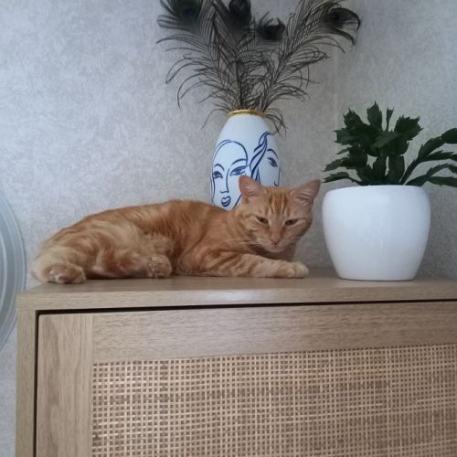 Donne adorable chat très câlin. #2