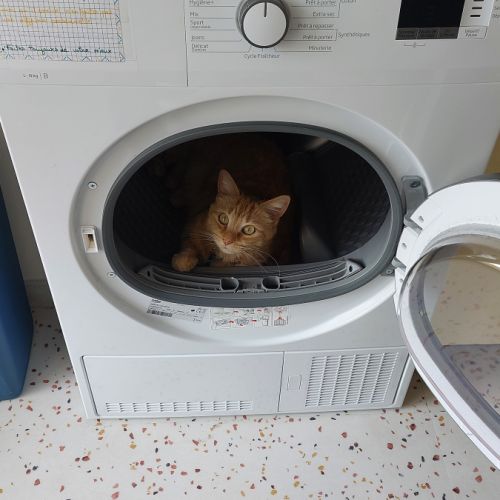 Donne adorable chat très câlin.