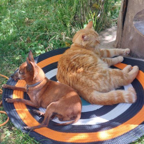 Donne adorable chat très câlin. #5