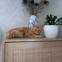 Donne adorable chat très câlin. #2