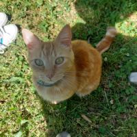 Donne adorable chat très câlin. #4