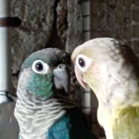 Bebe conure #2