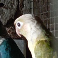 Bebe conure #0
