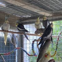 Calopsitte sauvage #1