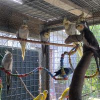 Calopsitte sauvage #3