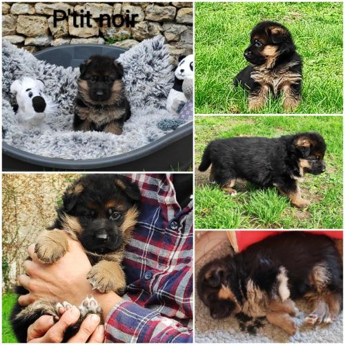 Adorables chiots berger allemand lof #3