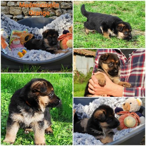 Adorables chiots berger allemand lof #4