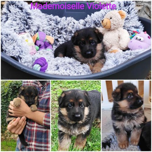 Adorables chiots berger allemand lof #10