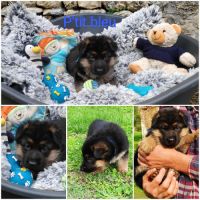 Adorables chiots berger allemand lof #2