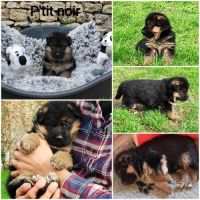 Adorables chiots berger allemand lof #3