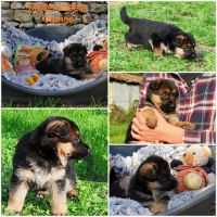 Adorables chiots berger allemand lof #4