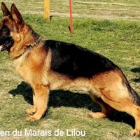 Adorables chiots berger allemand lof #5