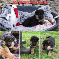 Adorables chiots berger allemand lof #6