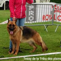 Adorables chiots berger allemand lof #7