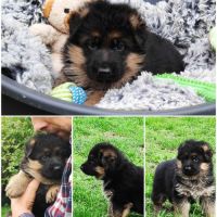 Adorables chiots berger allemand lof #8