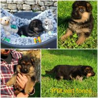 Adorables chiots berger allemand lof #9