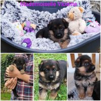Adorables chiots berger allemand lof #10