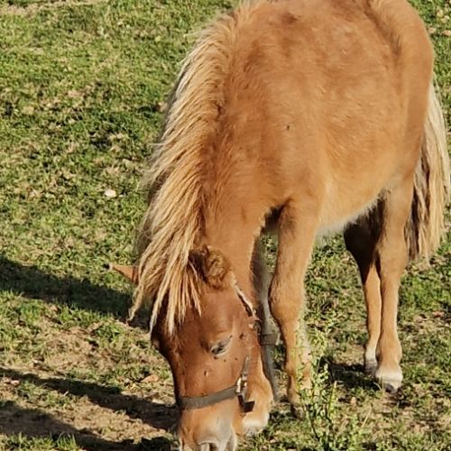Ponnette shetland  1 an #2