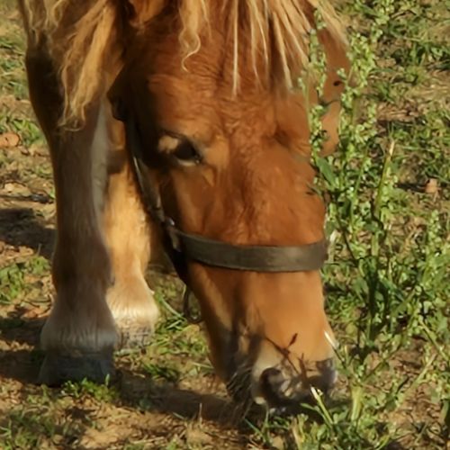 Ponnette shetland  1 an