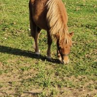 Ponnette shetland  1 an #1