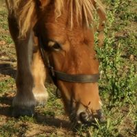 Ponnette shetland  1 an