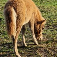 Ponnette shetland  1 an #4