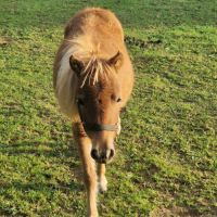 Ponnette shetland  1 an #5