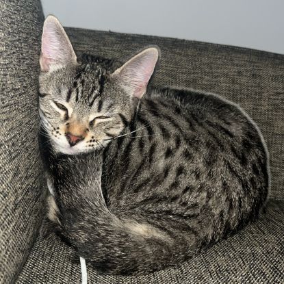 Donne adorable petit chat #1