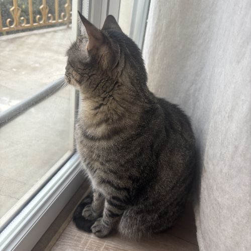 Donne adorable petit chat #4