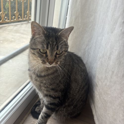 Donne adorable petit chat