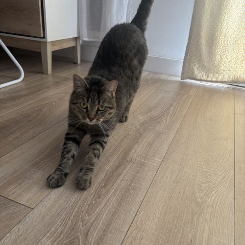 Donne adorable petit chat #6