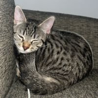 Donne adorable petit chat #1