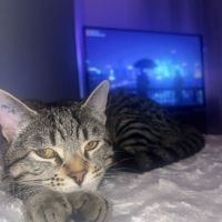 Donne adorable petit chat #2