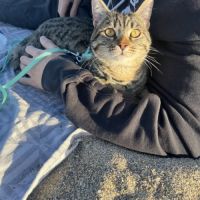 Donne adorable petit chat #3