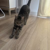 Donne adorable petit chat #6