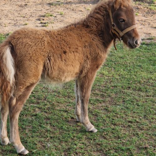 Pouliche shetland  à  réserver  diponible au sevra #4