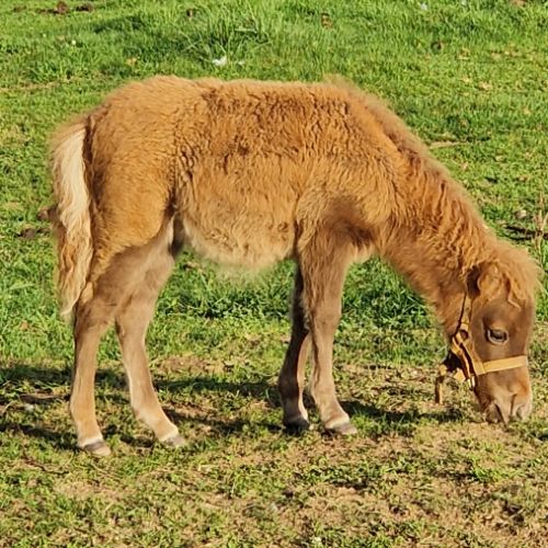 Pouliche shetland  à  réserver  diponible au sevra #5