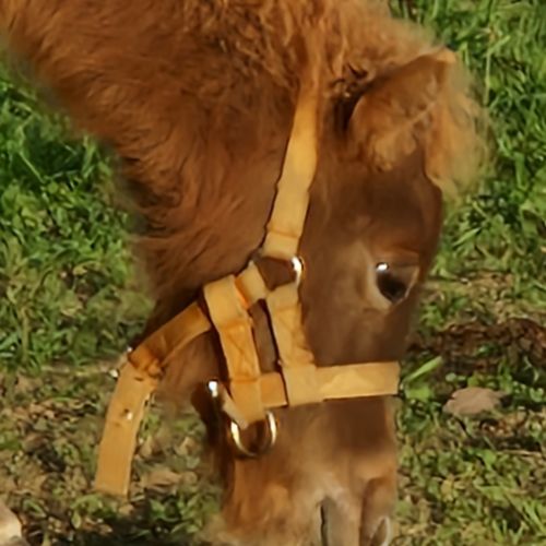 Pouliche shetland  à  réserver  diponible au sevra