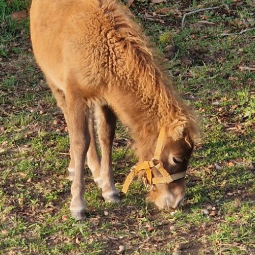 Pouliche shetland  à  réserver  diponible au sevra #7