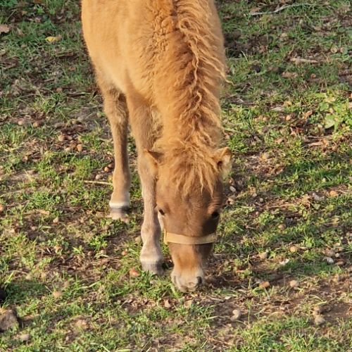 Pouliche shetland  à  réserver  diponible au sevra #8