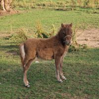 Pouliche shetland  à  réserver  diponible au sevra #1