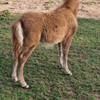 Pouliche shetland  à  réserver  diponible au sevra #2