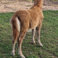 Pouliche shetland  à  réserver  diponible au sevra #3