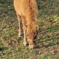 Pouliche shetland  à  réserver  diponible au sevra #8